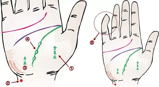 掌纹分析专家排名前十(掌纹密码书籍)插图8