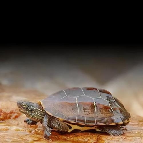 宠物龟的种类(乌龟品种)插图1