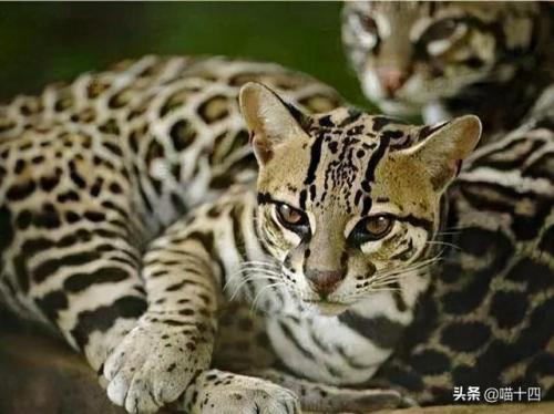 猫科界智商排名前十(老虎智商高吗)插图4