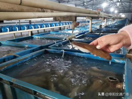 安澜小镇美食排名前十(安澜湾景区)插图19
