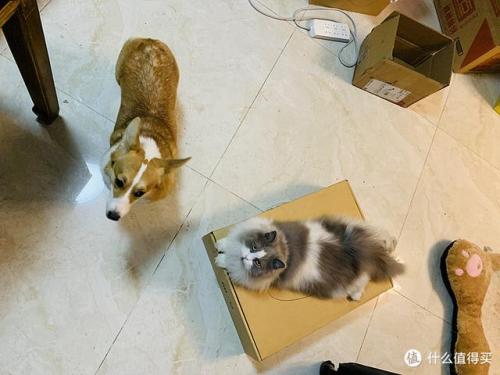 宠物用品(中国宠物用品生产基地)插图8