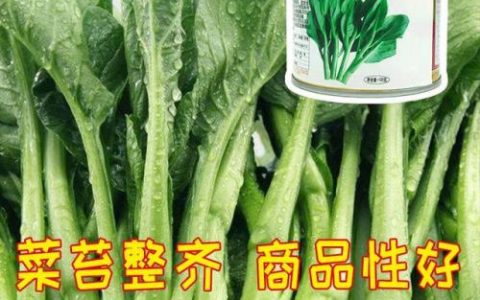 日本高产作物排名前十(作物高产必备玛斯肽)