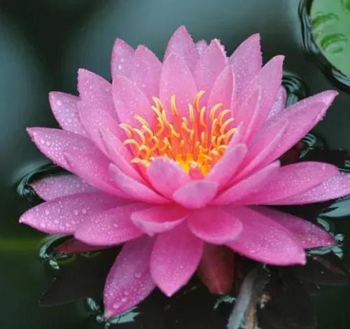 花卉图案(花卉logo图案大全)插图9