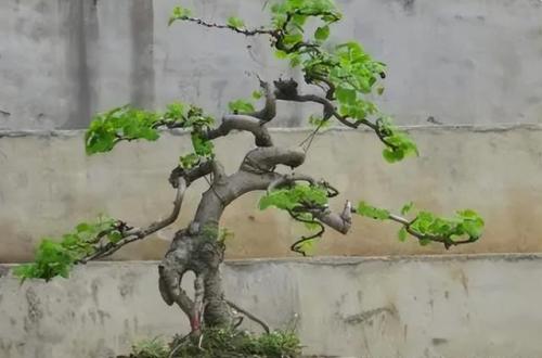 名贵树桩盆景排名前十(什么树桩盆景最值钱)插图5