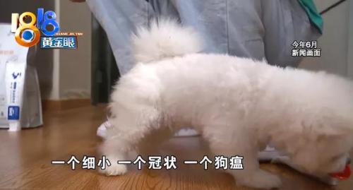 杭州犬舍排名前十(全国十大金毛犬舍)插图20