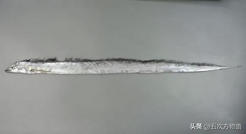 台湾稀有鱼类排名前十(长江稀有鱼类)插图2