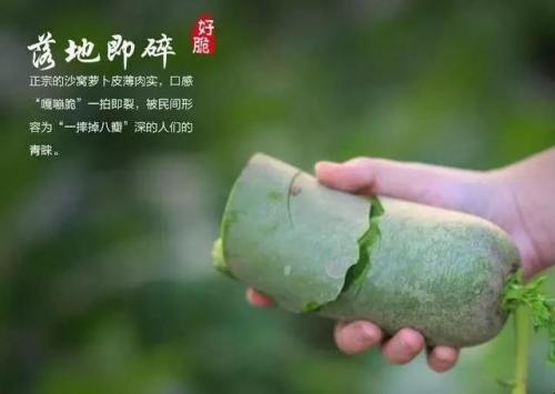 沙窝萝卜是哪里的特产(沙窝萝卜是哪里的)插图3