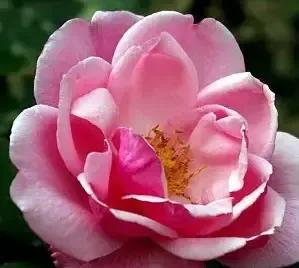 花卉图案(花卉logo图案大全)插图3