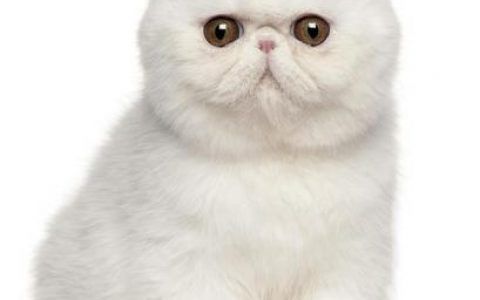 排前十的猫咪排名(猫咪排虫要排几天)