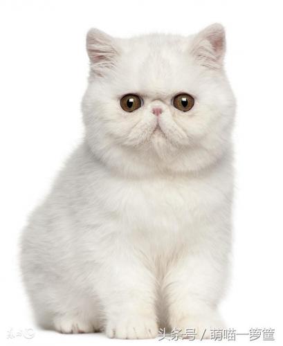 排前十的猫咪排名(猫咪排虫要排几天)插图