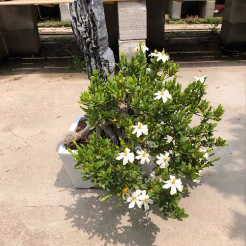 盆景植物(盆景植物大全)插图6