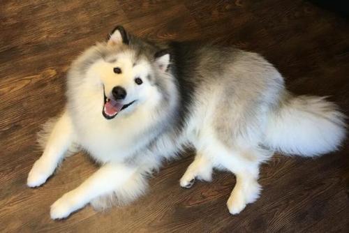 阿拉斯加犬图片(阿拉斯加犬多少钱一只)插图7