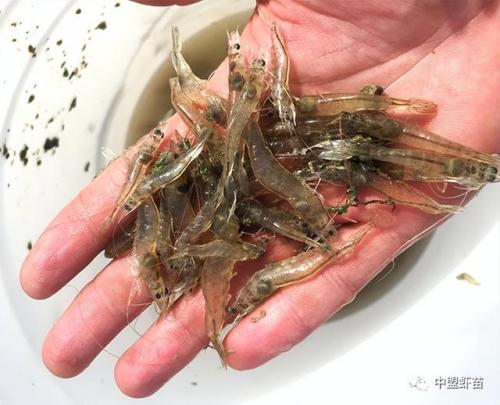 水产料饲料排名前十(水产饲料四大巨头是谁)插图1