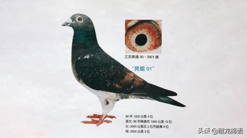 信鸽图片(云飞赛鸽网)插图