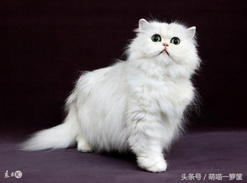 排前十的猫咪排名(猫咪排虫要排几天)插图2
