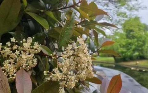 湖南十大花种排名前十(湖南十大果树排名)
