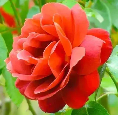 花卉图案(花卉logo图案大全)插图36