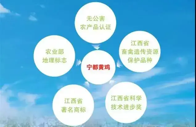 赣州家禽品种排名前十(中国十大蛋鸡种禽公司)插图6