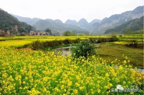 中国油菜之乡排名前十(全国油菜花开最早省市县乡)插图21