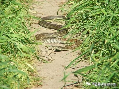毒蛇排名前十死亡时间(寻找中国十大毒蛇)插图8