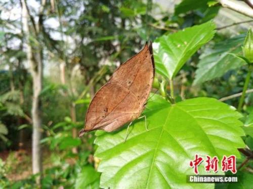 轮回之章羽翼蓝宝石(羽翼蓝宝石在哪)插图5