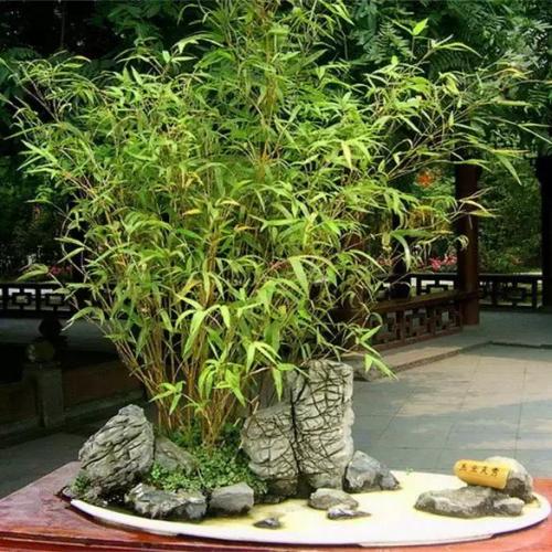洛克王国云外孔桥灵芝(洛克王国巨龙先驱者在哪)插图11