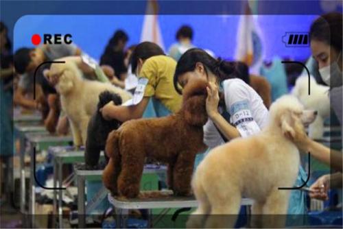 现在开什么店好(利润很吓人10个冷门创业项目加盟)插图3