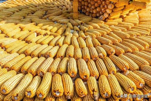 新疆粮食价钱排名前十(新疆粮食收购最新政策)插图2