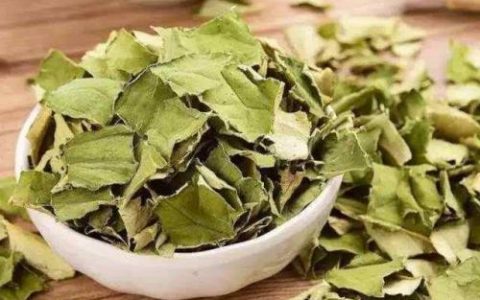 荷叶冬瓜皮减肥茶(冬瓜荷叶茶一周瘦几斤)