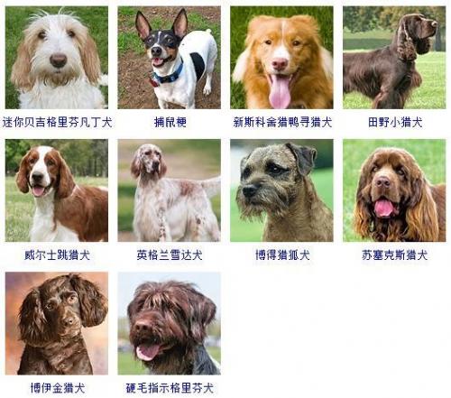 宠物狗品种大全(宠物狗排名前十)插图14
