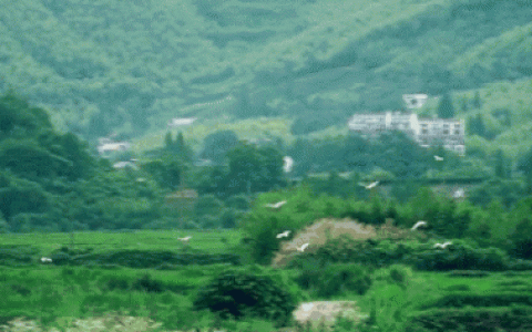 莫干山在哪里(莫干山旅游攻略)