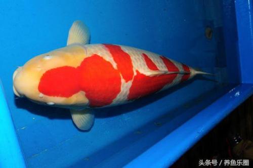 日本锦鲤冠军排名前十(日本锦鲤获奖名单)插图9