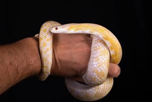 宠物人群价值排名前十(人群投放产品价值)插图7
