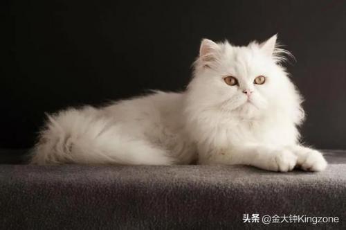 美国最贵宠物排名前十(美国宠物用品排行)插图5