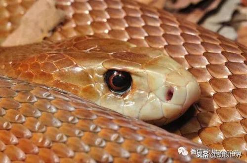 毒蛇排名前十死亡时间(寻找中国十大毒蛇)插图10
