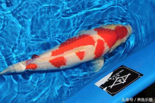 日本锦鲤冠军排名前十(日本锦鲤获奖名单)插图3