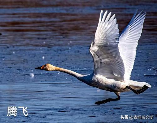天籁之声(经典十大天籁之声歌曲)插图1
