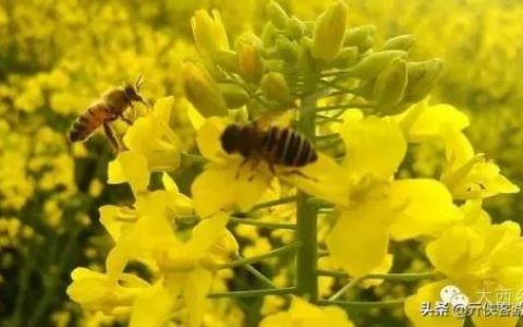 中国油菜之乡排名前十(全国油菜花开最早省市县乡)