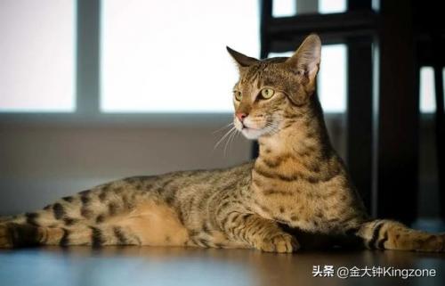 美国最贵宠物排名前十(美国宠物用品排行)插图9