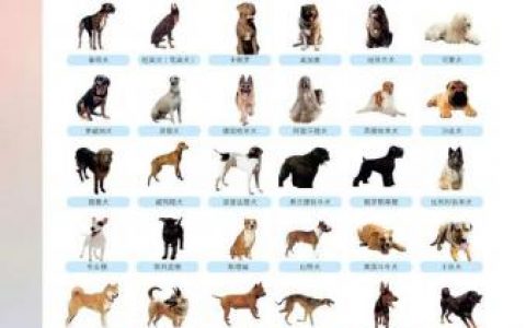 比利时牧羊犬价格(比利时牧羊犬禁养吗)