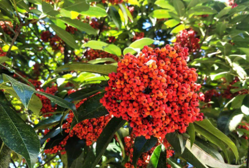 湖南十大花种排名前十(湖南十大果树排名)插图6