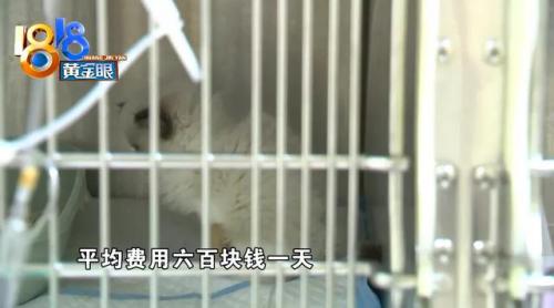 杭州犬舍排名前十(全国十大金毛犬舍)插图2