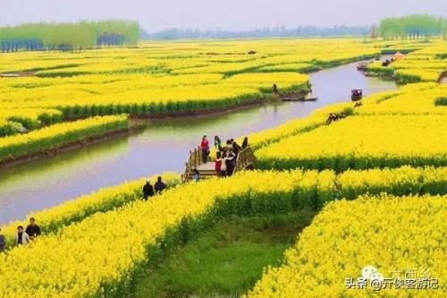 中国油菜之乡排名前十(全国油菜花开最早省市县乡)插图5