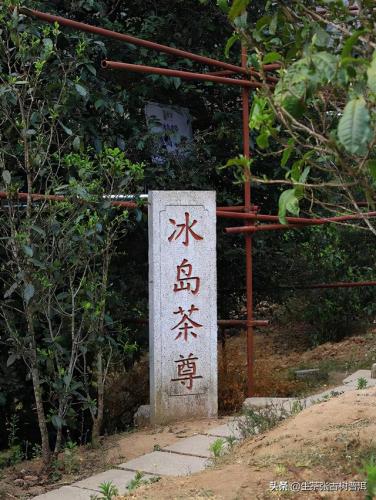 普洱茶品牌(正宗普洱茶哪个牌子最好)插图2