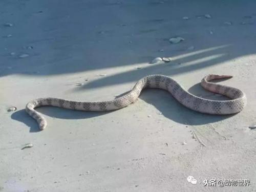 毒蛇排名前十死亡时间(寻找中国十大毒蛇)插图5