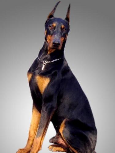 世界聪明名犬排名前十(拉布拉多智商排名)插图5