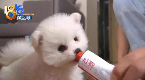 杭州犬舍排名前十(全国十大金毛犬舍)插图18
