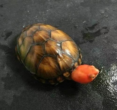 宠物龟的种类(乌龟品种)插图4