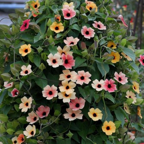秋季耐热植物排名前十(室内植物100种大盆栽)插图7