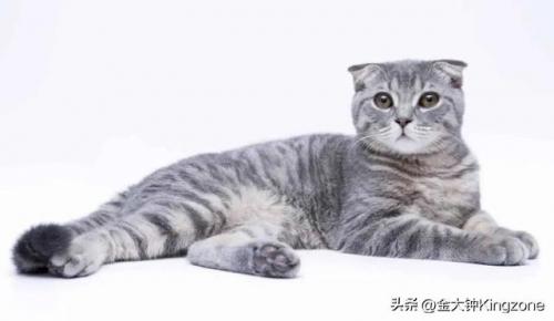 美国最贵宠物排名前十(美国宠物用品排行)插图1